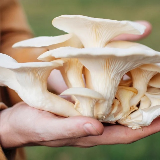 Mushroom Farming